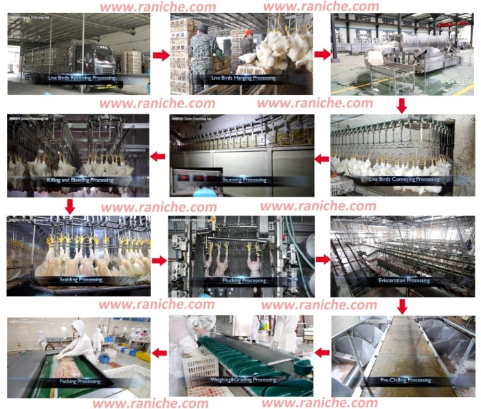 1000bph to 6000bph Automatical Poultry Duck Slaughtering Processing Equipment for Slaughterhouse