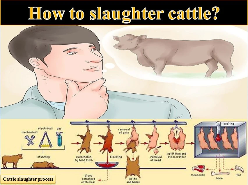 The Most Popular Slaughtering Equipment/Cattle Pig